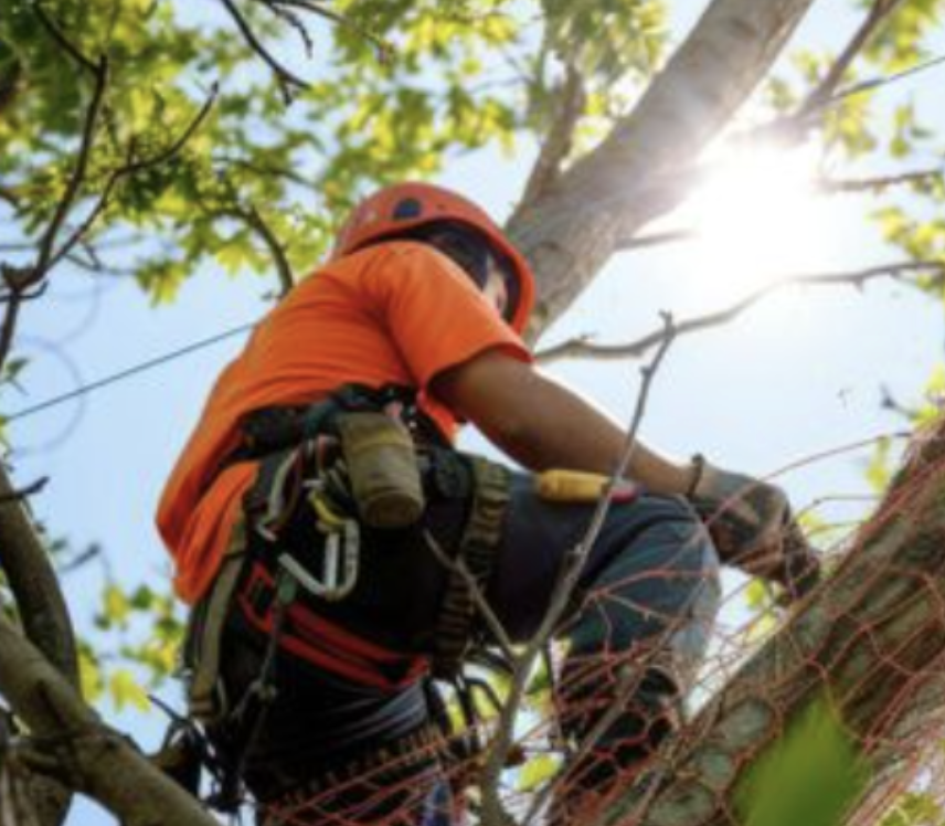 élagage Mareil-Marly chantier